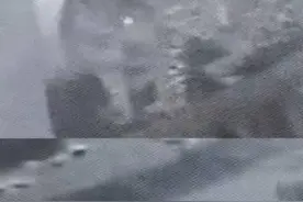 外逃豹子曾与狗纠缠后跳墙离去 杭州拉网式搜寻第三只豹子图片