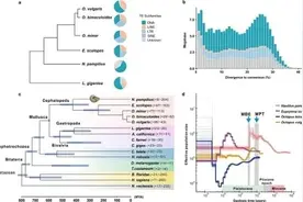 鹦鹉螺基因组测序揭示针孔眼形成和生物矿化机制图片