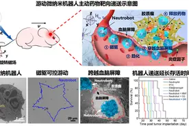 对话哈工大微纳米机器人团队：首次实现主动靶向治疗脑胶质瘤图片