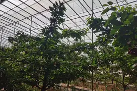 凌晨三点的灯火通明，藏着烟台网红樱桃的秘密图片