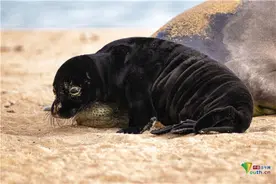家有熊孩子！夏威夷海豹宝宝调皮捣蛋打扰妈妈睡觉图片
