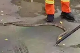 惊心！两条长蛇闯入柳州这小学，一条已被击毙！另一条暂不知去向图片