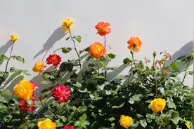 河南18市市花大全！这种花居然同为8个市的市花图片