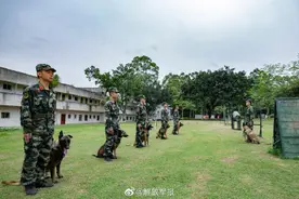 军犬的训练日常 就是这么酷图片