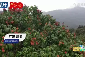 这里有杨贵妃爱吃的荔枝，去茂名感受“大唐荔乡”的味道视频封面