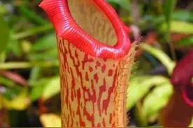 没有“肉”吃，食虫植物会饿死吗？ | 笺草释木图片