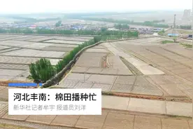 河北丰南：棉田播种忙