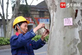 仪征给梧桐树“打避孕针”控制恼人飞絮图片