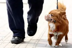 北京顺义一老人被未拴绳宠物犬扑倒猝死，被告：她踢狗时自行摔倒图片