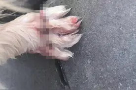 川台评论丨 修眉刀虐猫惹众怒，呼唤《反虐待动物法》图片