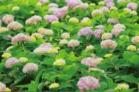 绣球花即将迎来盛花期，来公园打卡夏日限定花海吧图片