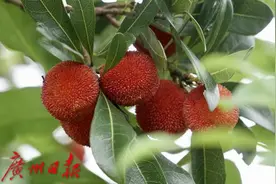 五月，杨梅红图片