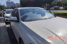 行道树白絮飘落糊满车窗 西安丈八街办：是虫害 正在防治图片