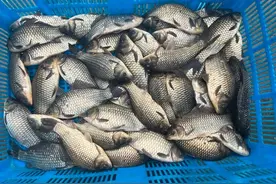 源头探访丨价格普涨六七成，淡水鱼身价“跃龙门”！揭秘鱼价“破十”背后图片