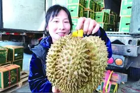 日销240万斤！青岛成中国北方最大的榴莲集散地图片