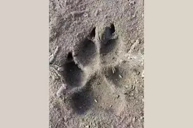 羊被咬死、狗上房，真是“狼来了”？齐齐哈尔：“凶猛的野生动物”……图片