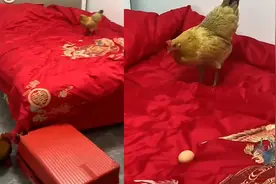 母鸡在新婚夫妇婚床上下蛋，家里人都觉得是好兆头？网友：不脏吗图片