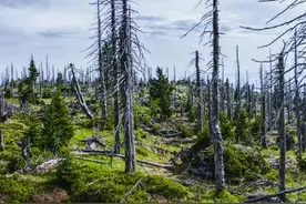黑森林成片死亡，德国人很焦虑图片
