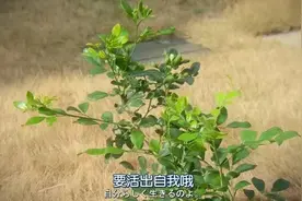 分手前，再见一面吧图片