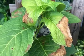 最怕晒的10种花，夏天快搬屋里，否则全晒死图片
