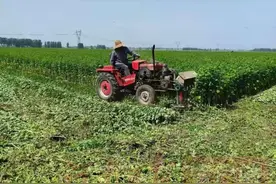 帅呆了！漯河85后小伙靠种艾草带群众发家致富图片