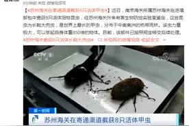 苏州海关在寄递渠道截获8只活体甲虫：为长戟大兜虫，是世界上最长的甲虫图片