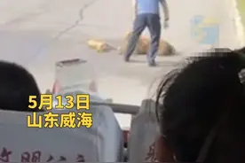 泪目！一只狗狗被汽车碾压 金毛一直守护在它的身边图片