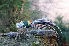 超清！四川甘孜摄影爱好者拍下白腹锦鸡求偶视频图片