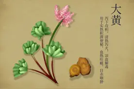 “药中将军”大黄的妙用图片