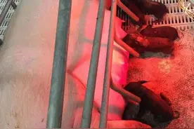 南京农业大学克隆出苏淮公猪和母猪图片