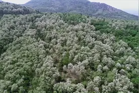 美不胜收！潍坊诸城这里两千多亩槐花竞相绽放视频封面