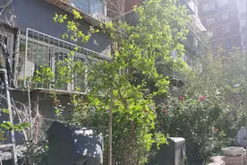 我为群众办实事丨居民私栽树木挡光 多部门协同整治图片