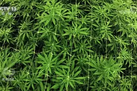 这种电子烟千万别沾！号称“合法上头”比大麻危害更大图片