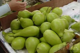 广东人喜爱的这种“瓜”，误食会中毒！变苦千万别吃图片