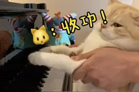 你见过猫咪弹钢琴吗？杭州就有！网友评论：上次我钢琴比赛，它坐在台下当评委图片