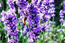 第五届上海薰衣草节来了，20万株薰衣草等你打卡图片