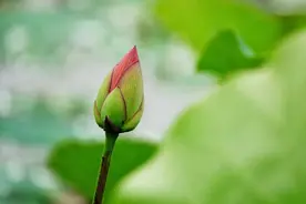 萧山这地方百亩花海绽放在即！初夏的这里竟还藏着这么多惊喜……图片