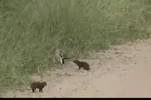 装死，我们是专业的图片