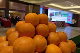 湖北秭归春橙伦晚在北京新发地开辟销售专区图片