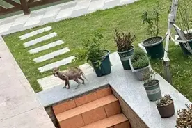 注意！是真野兽图片