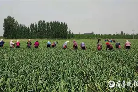 蒜薹价格创新高！惠民县李庄镇蒜农喜迎丰收季图片
