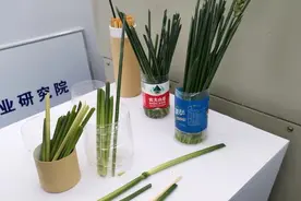 小麦秸秆“变废为宝”这种地里“长”出来的吸管你见过吗？图片