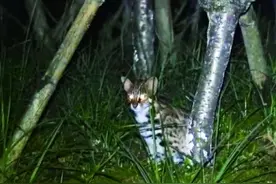 顶级掠食者豹猫现身厦门岛内山林图片