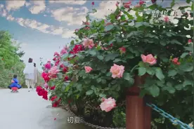 山东青岛：“花中皇后”绽芬芳 月季花海引客来视频封面