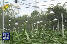 阳江：催花补光种植火龙果每亩增收3000元图片