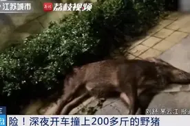 “喂喂喂！110吗？我车被200多斤野猪撞了，可以要求肉偿吗？”图片
