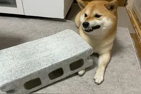 疑似虐狗？柴犬被砖块压到：意外挖掘出狗届影后图片