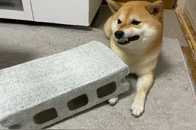 疑似虐狗？柴犬被砖块压到：意外挖掘出狗届影后图片
