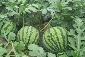 浙蜜8号让你做个幸福的吃瓜群众，来看看老底子黑皮西瓜是如何“打怪升级”成顶流图片