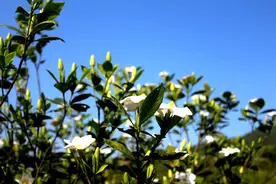 栀子花开朵朵香 乡村振兴踏歌来图片